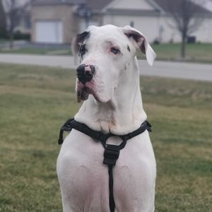 Meet your Posher, Felicia